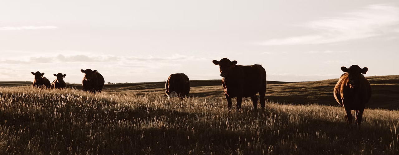 Cattle Sundown
